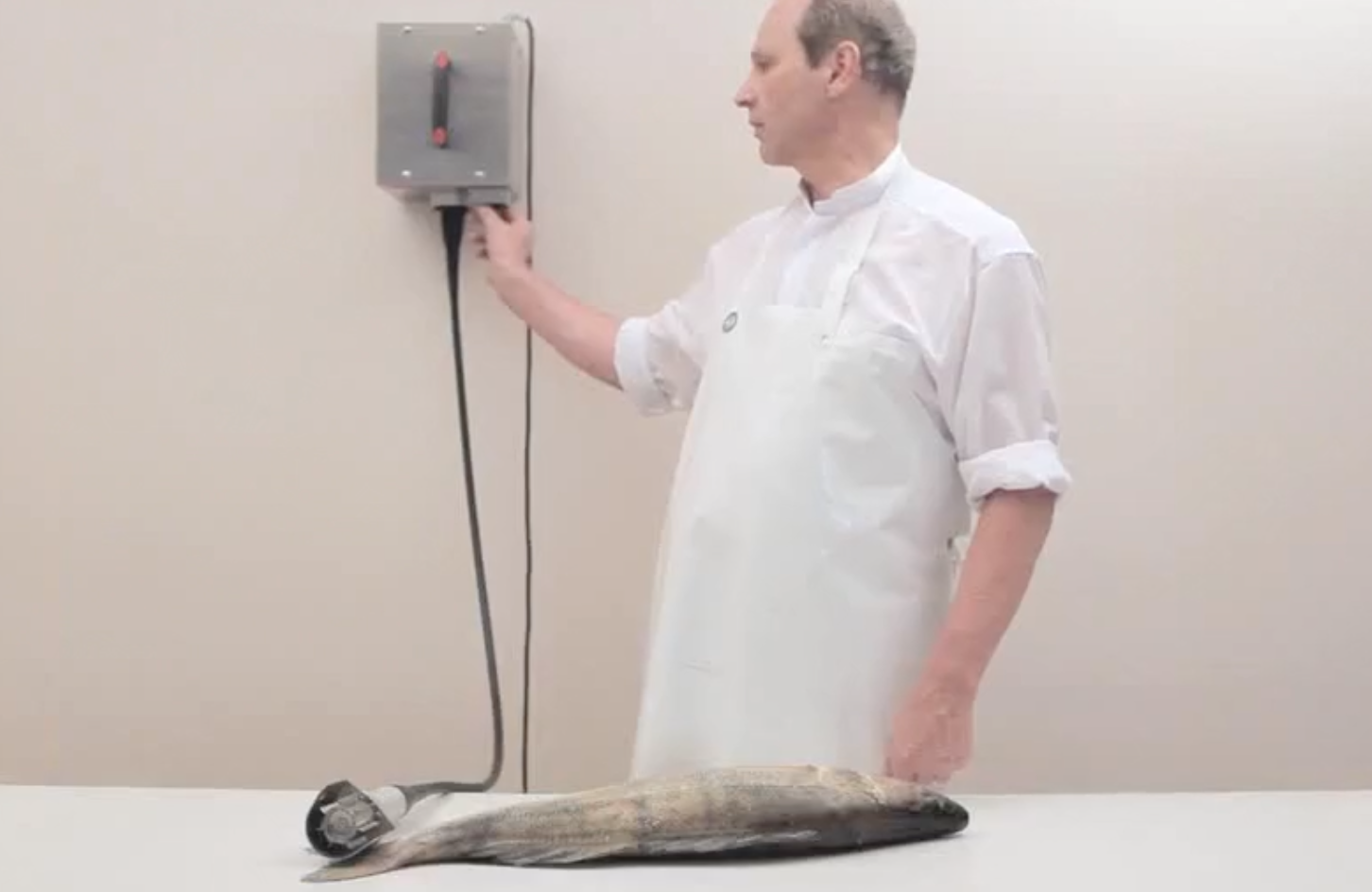 Video of the KTS commercial Fish Scaler in action